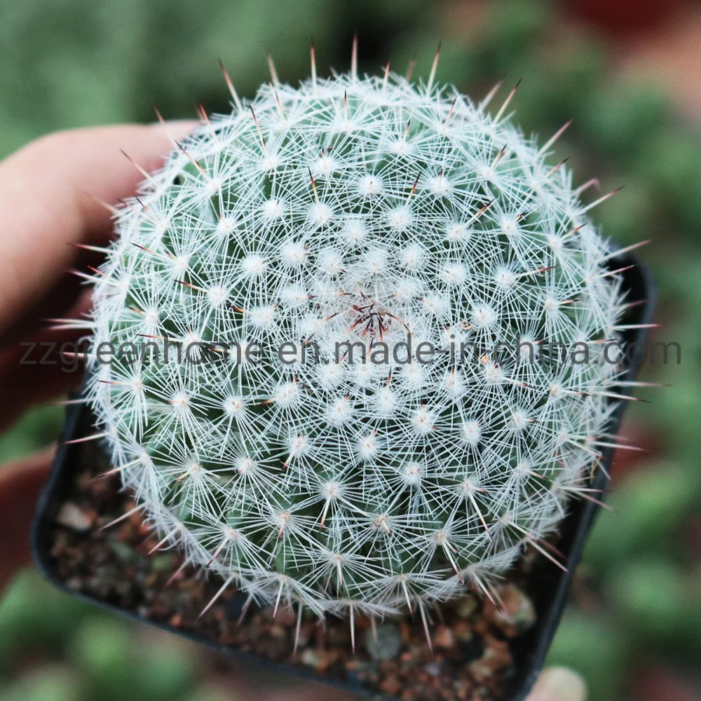 Cactus Mammillaria Hahniana Ornamental Round Succulent Plant