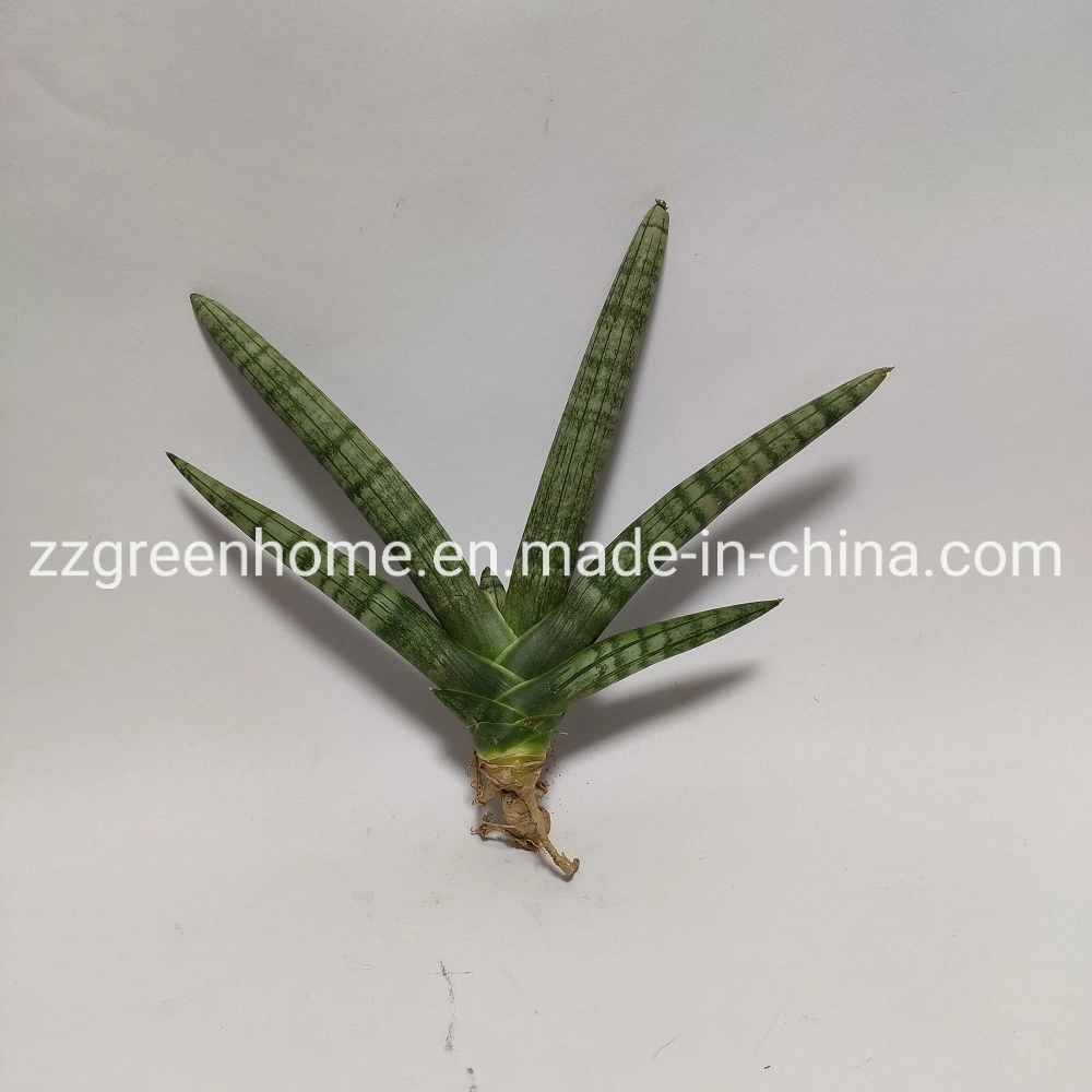 Sansevieria Boncel Live Snake Indoor Plant