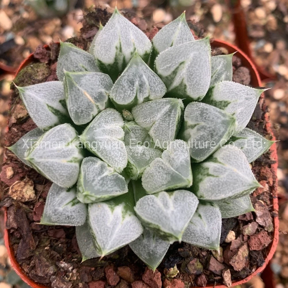 Rare Succulent Indoor Plant Haworthia Nursery