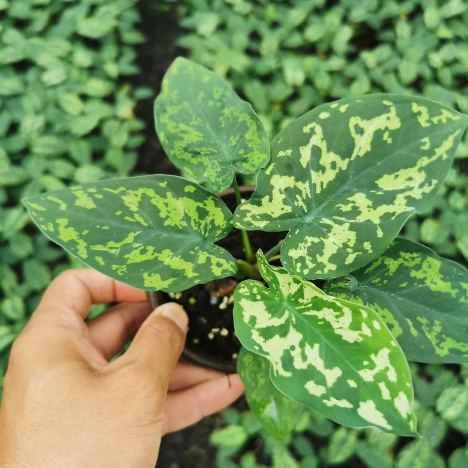 Aglaonema Live Plants Amazonica Hilo Beauty Easy to Care for Clean Air