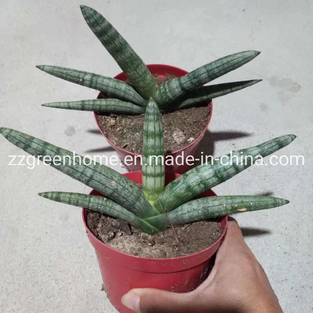 Sansevieria Boncel Live Snake Indoor Plant