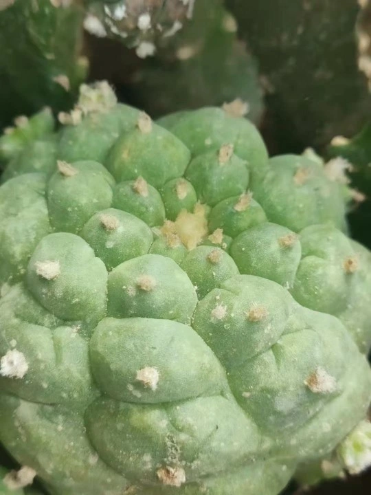 Cactus Plants Lophophora Fricii