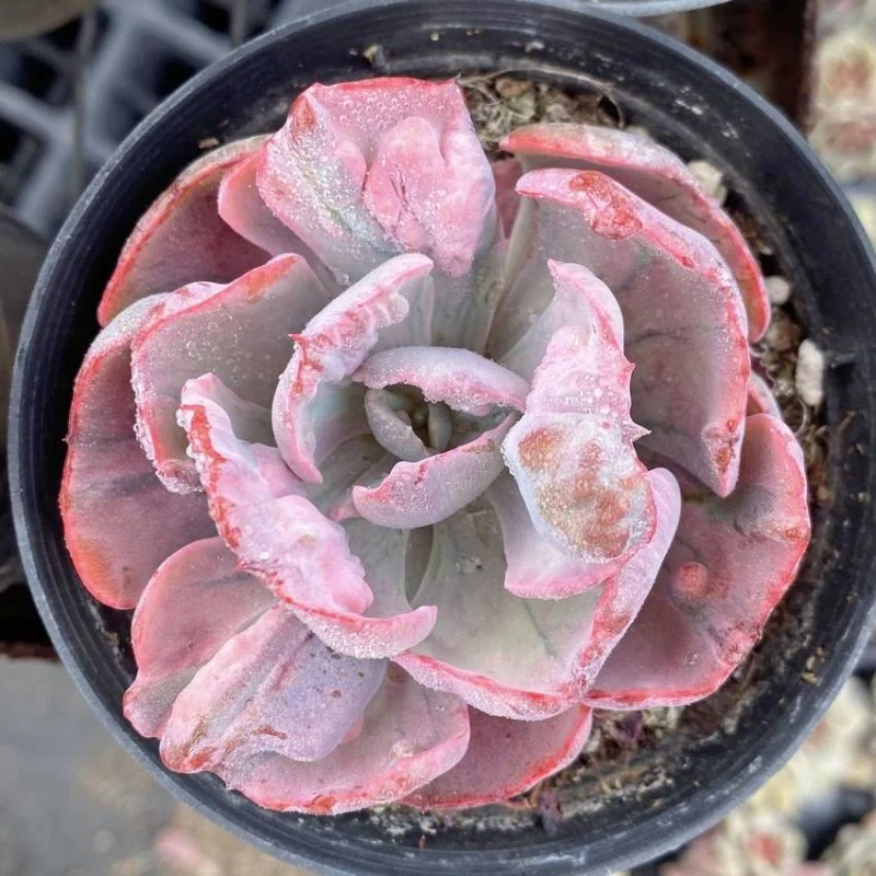 Dudu New Arrival Echeveria Pagoda Variegata Natural Live Succulent