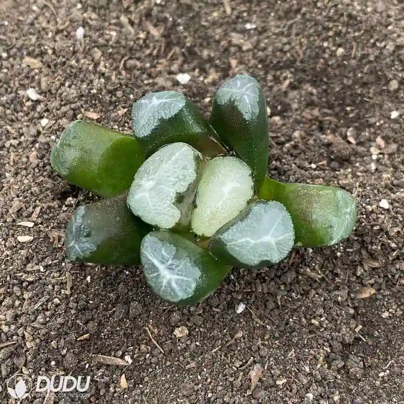 Dudu Hot Sale Popular Big Bang Haworthia Natural Live Succulent