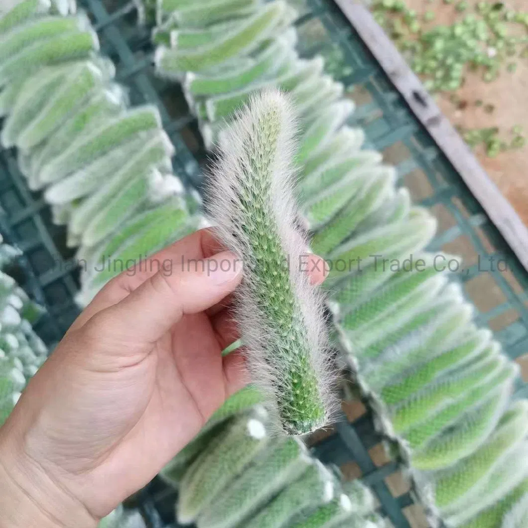 Hildewintera Colademononis Monkey Tail Cactus Live Plants