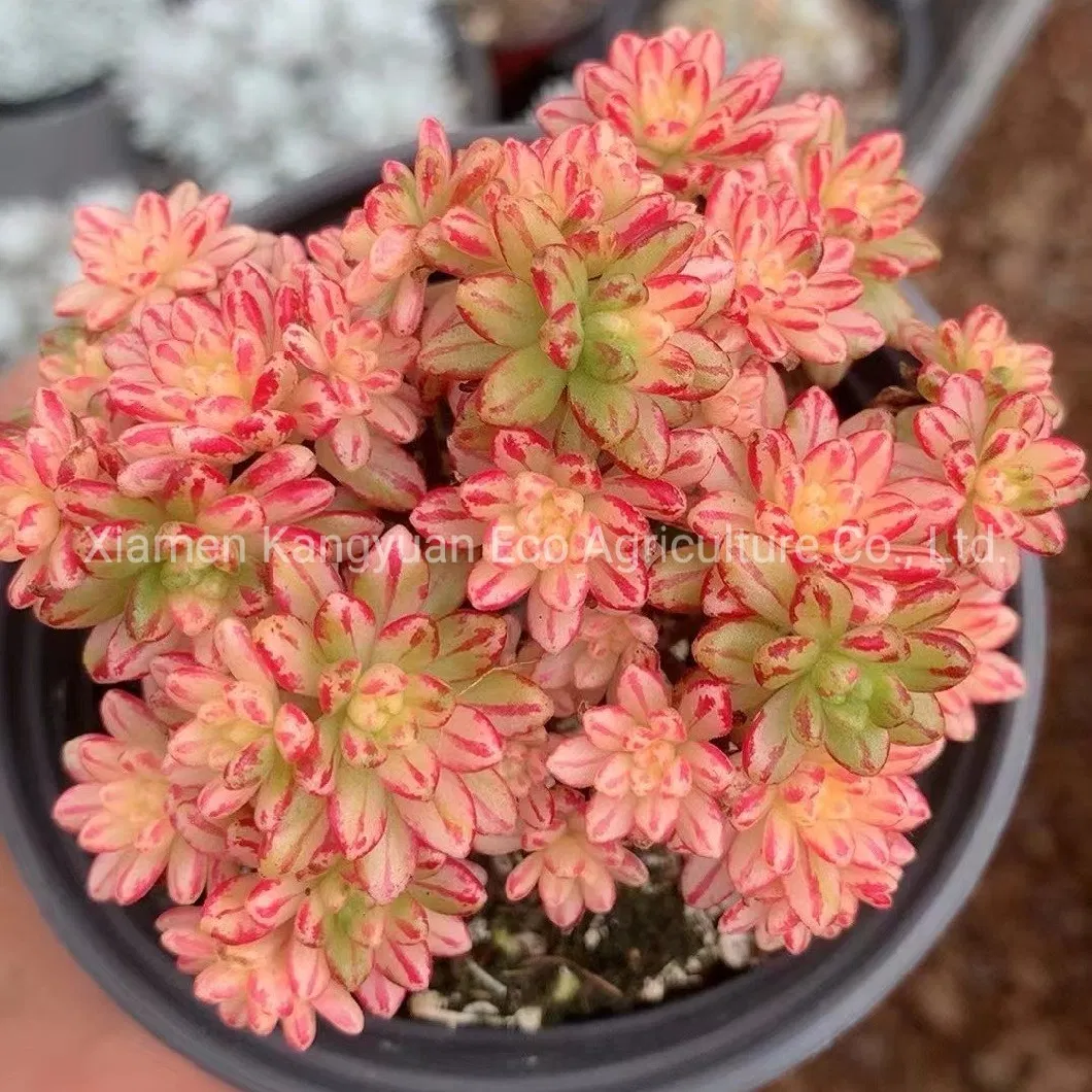 Wholesale Real Live Decoration Plants Aeonium