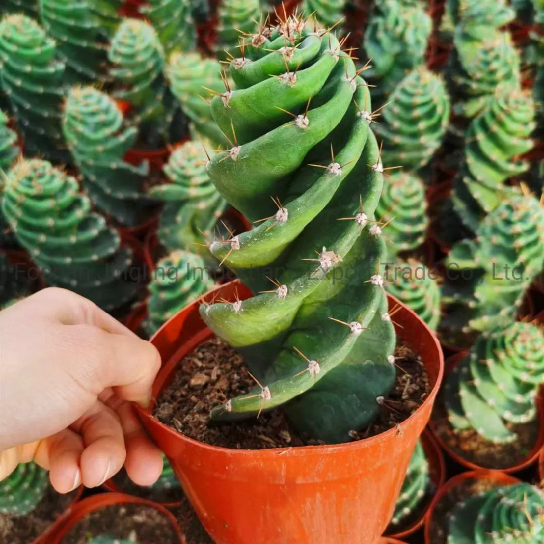 Cereus Forbesii Spiral Cactus Tornado Cactus Live Plant Nursery