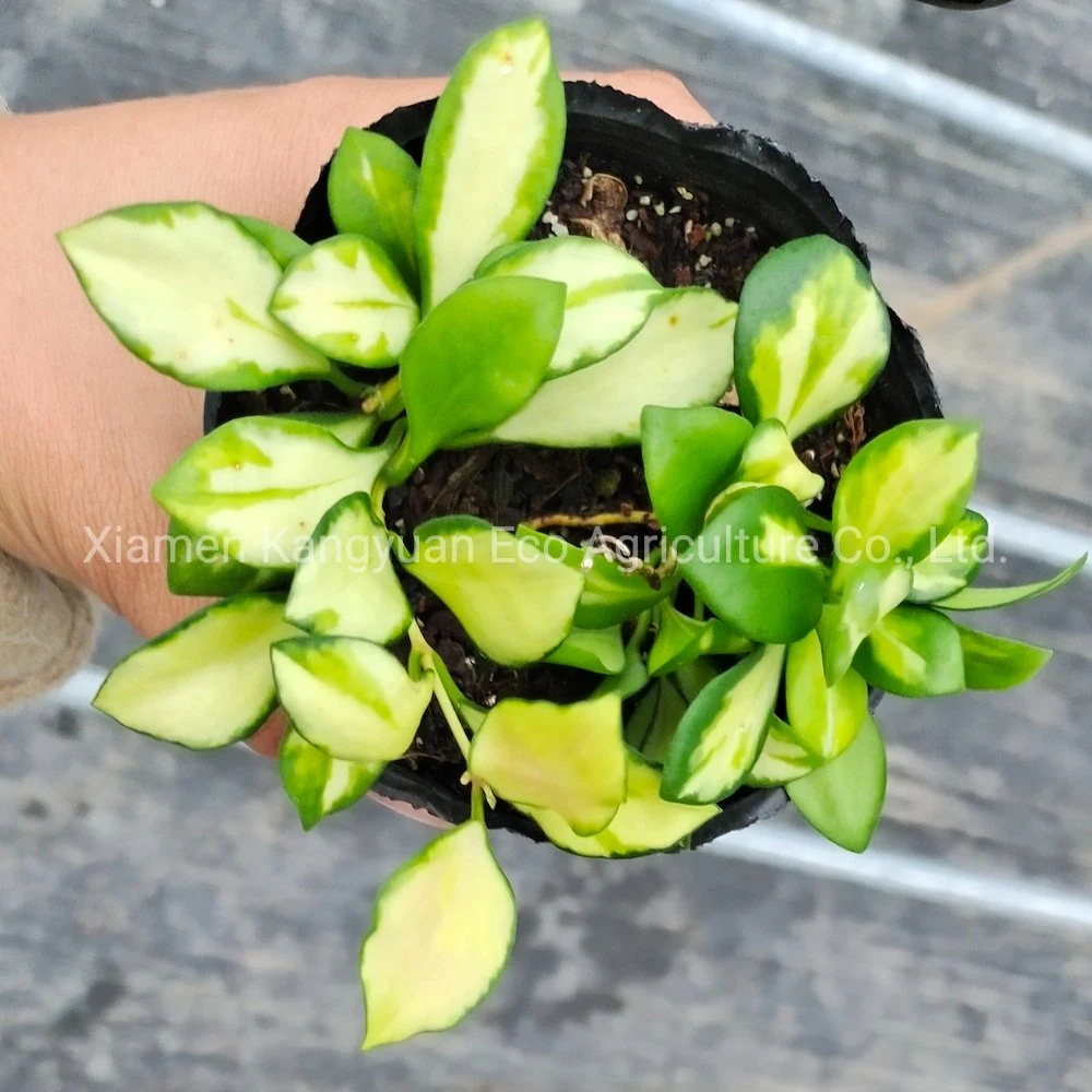 Wholesale Indoor Flower Plants Hoya