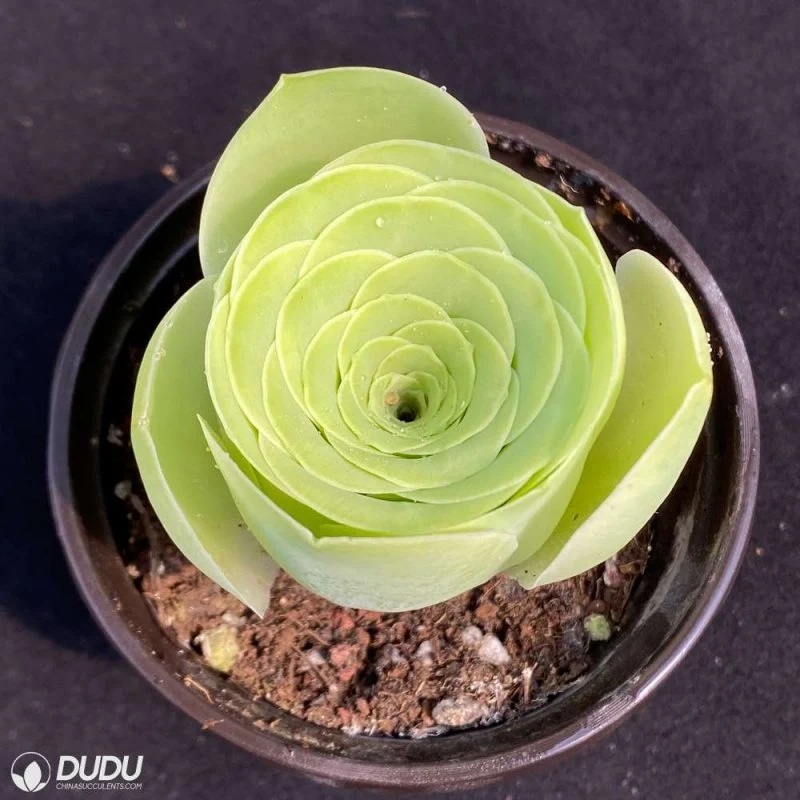 Dudu Rare Aeonium Egg Greenovia Natural Live Succulent for Beginners