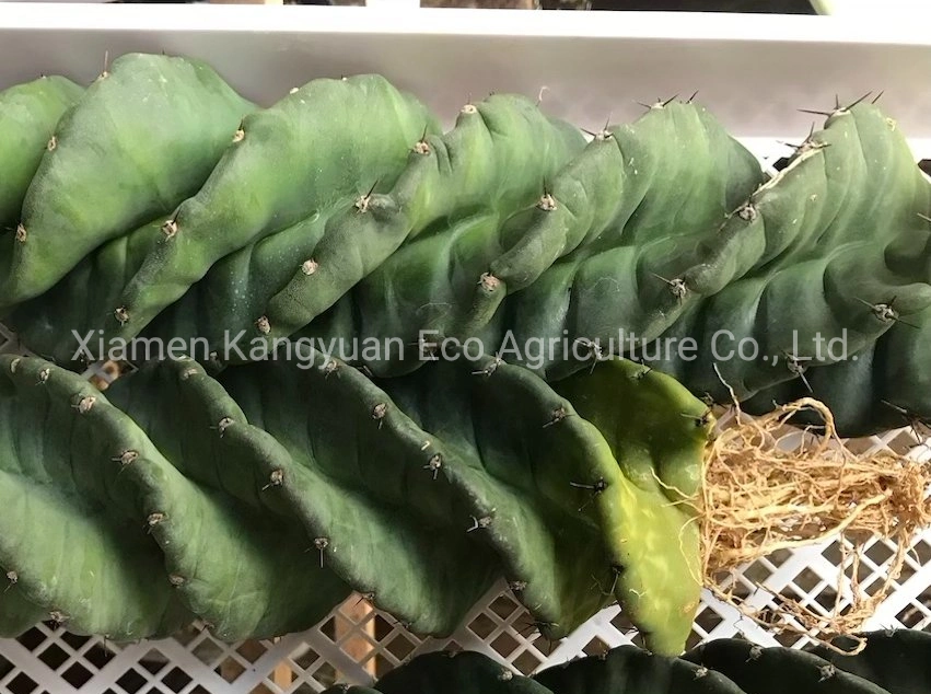 Export Live Plants Spiral Cactus