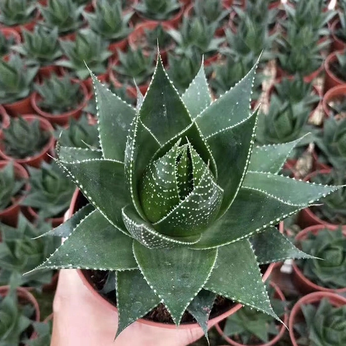 Succulent Cactus Haworthia Escherichia Indoor Plant for Home Decoration