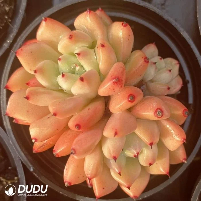 Dudu New Arrival Real Echeveria Wraith Double-Headed Natural Live Succulent