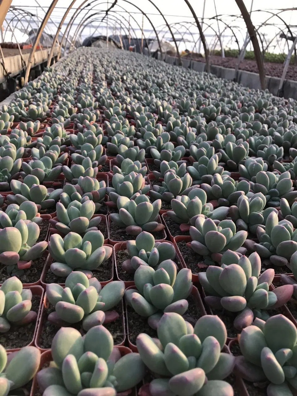 Succulent Cactus Haworthia Escherichia Indoor Plant for Home Decoration