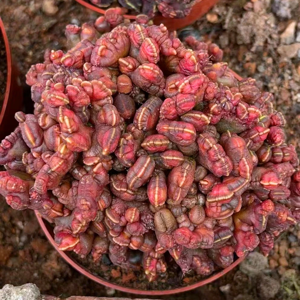 Echinopsis &prime;chocolate&prime; Live Cactus Nursery Indoor Plants