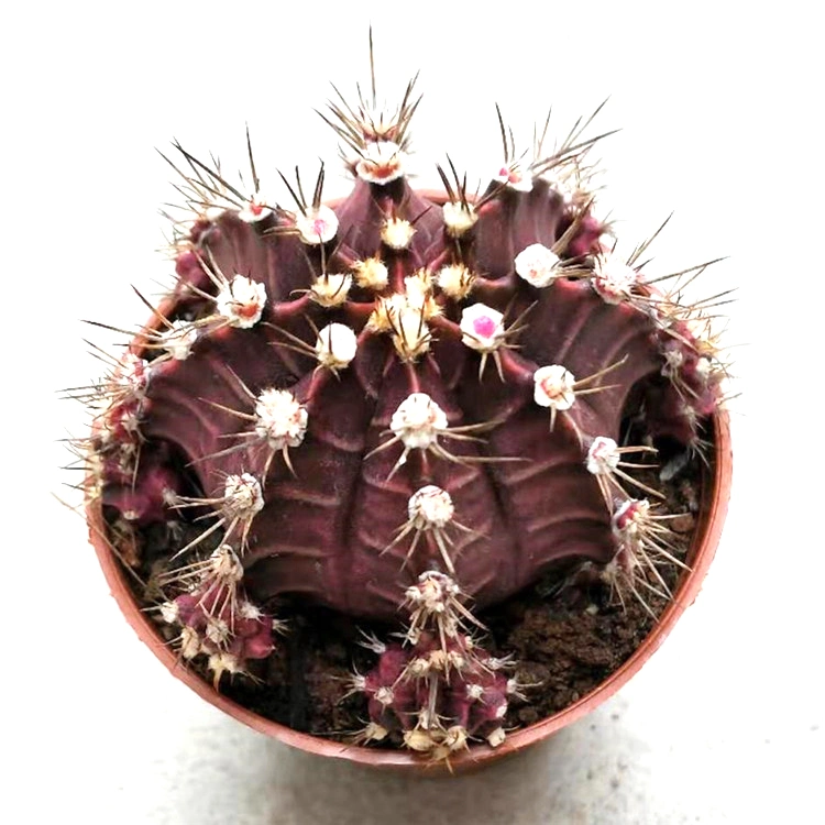 Grafted Gymnocalycium Mihanovichii Moon Cactus Live Plant Red Yellow Pink Multicolor