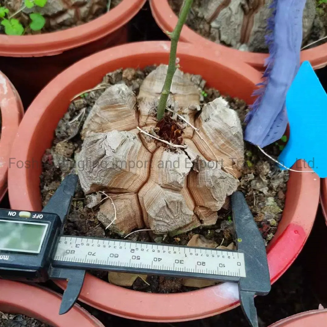 Dioscorea Elephantipes Root Tuber Live Cactus Succulent Home Garden Bonsai Plants