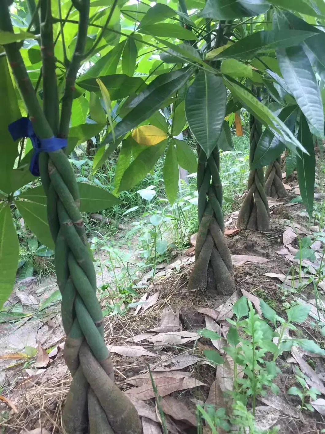 Pachira Real Plant Plantation Factory