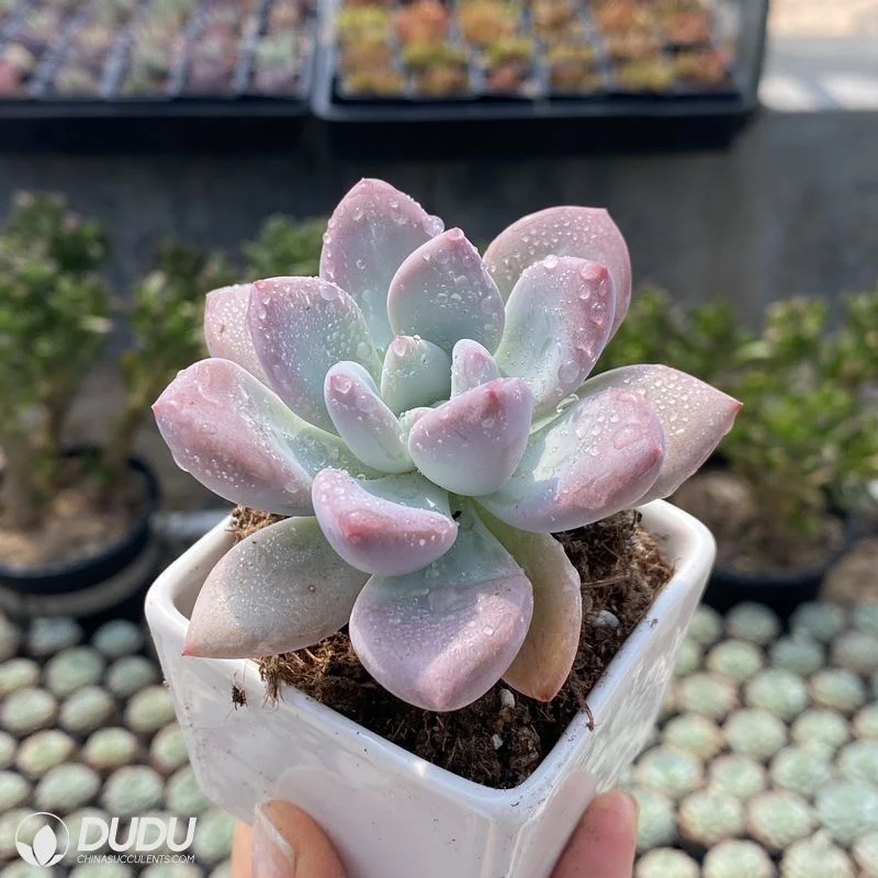 Dudu Real Graptoveria Opalina Natural Live Succulent for Beginners