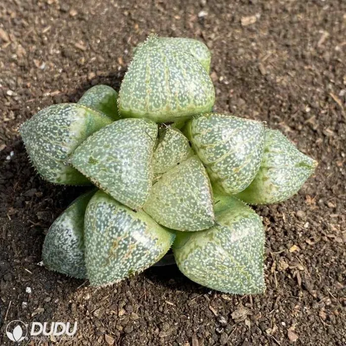 Dudu Beautiful Pretty in Pink Haworthia Natural Live Succulent