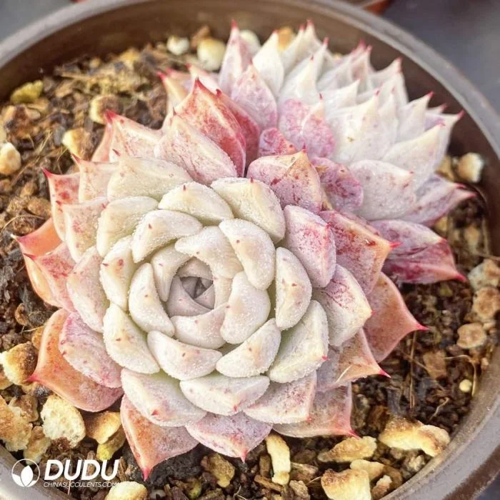 Wholesale Rare Hyalina E. Walther Double Headed Echeveria Natural Live Succulent Plants