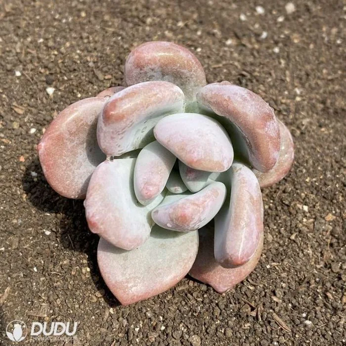 Dudu Popular Cheap Indoor Graptoveria Opalina Echeveria Natural Live Succulent