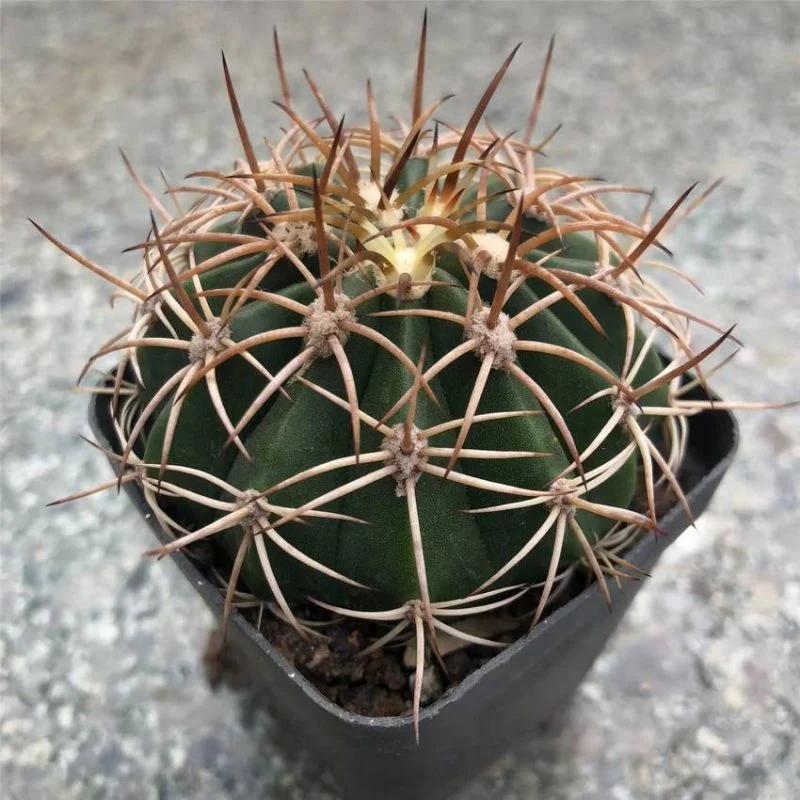 Dudu Wholesale Cool Cactus Melocactus Boehm Cirrus Natural Live Succulent Plants