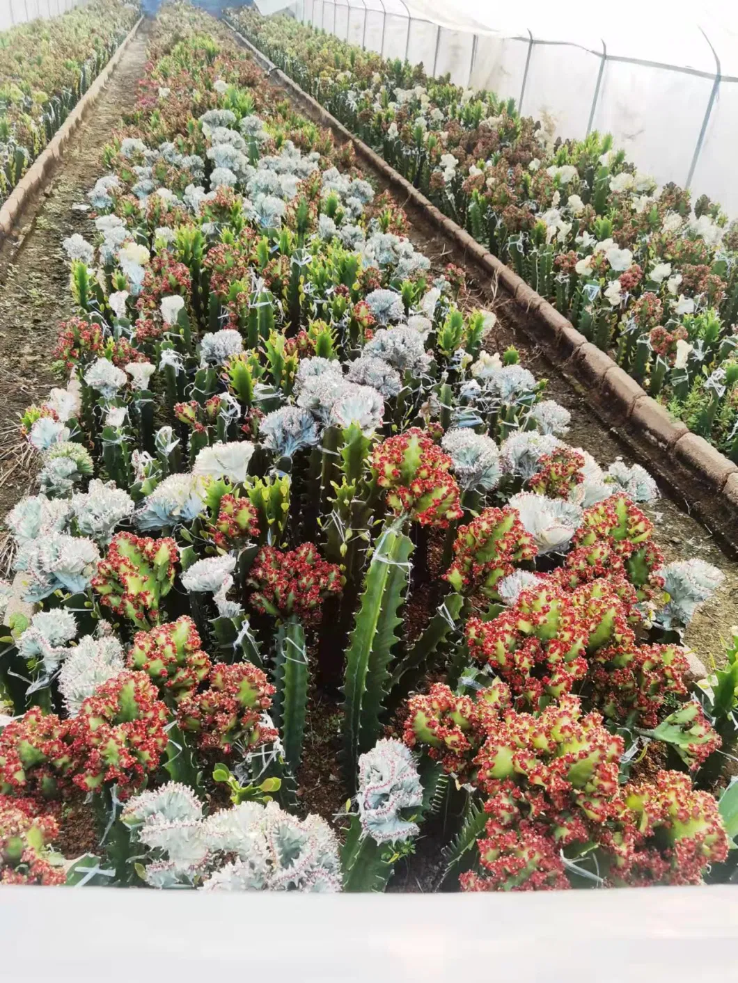 White Color Flower Euphorbia Lactea Succulent Live Plants