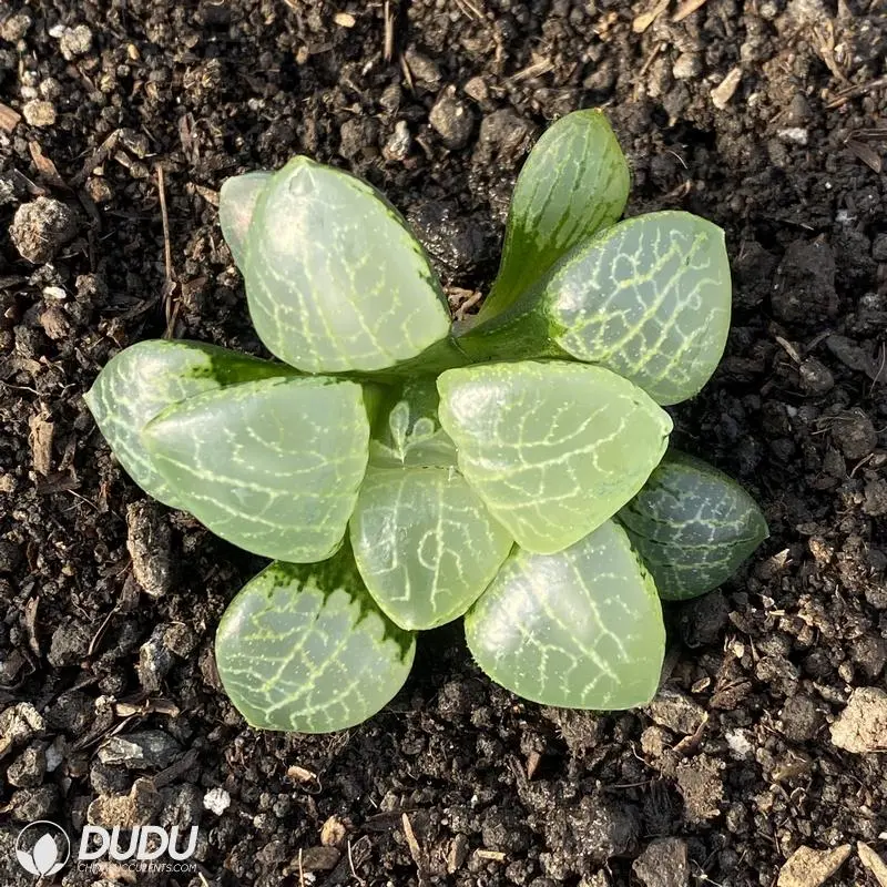 Dudu Outdoor Colourful Flurry Kang Ping Haworthia Natural Live Succulent