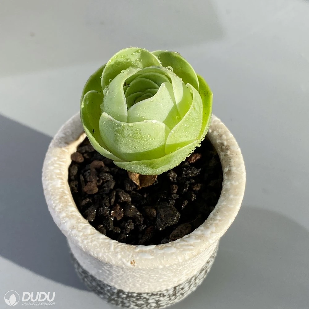 Dudu China Beautiful Egg Aeonium Natural Live Succulents