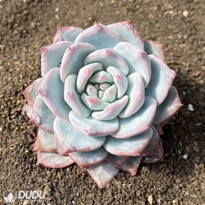 Dudu Popular Cheap Indoor Pink Bluebird Echeveria Natural Live Succulent