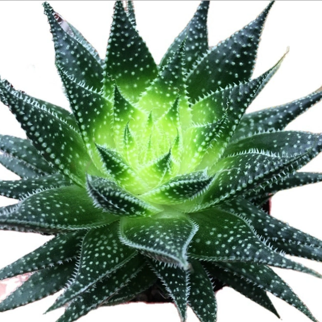 Succulent Cactus Haworthia Escherichia Indoor Plant for Home Decoration