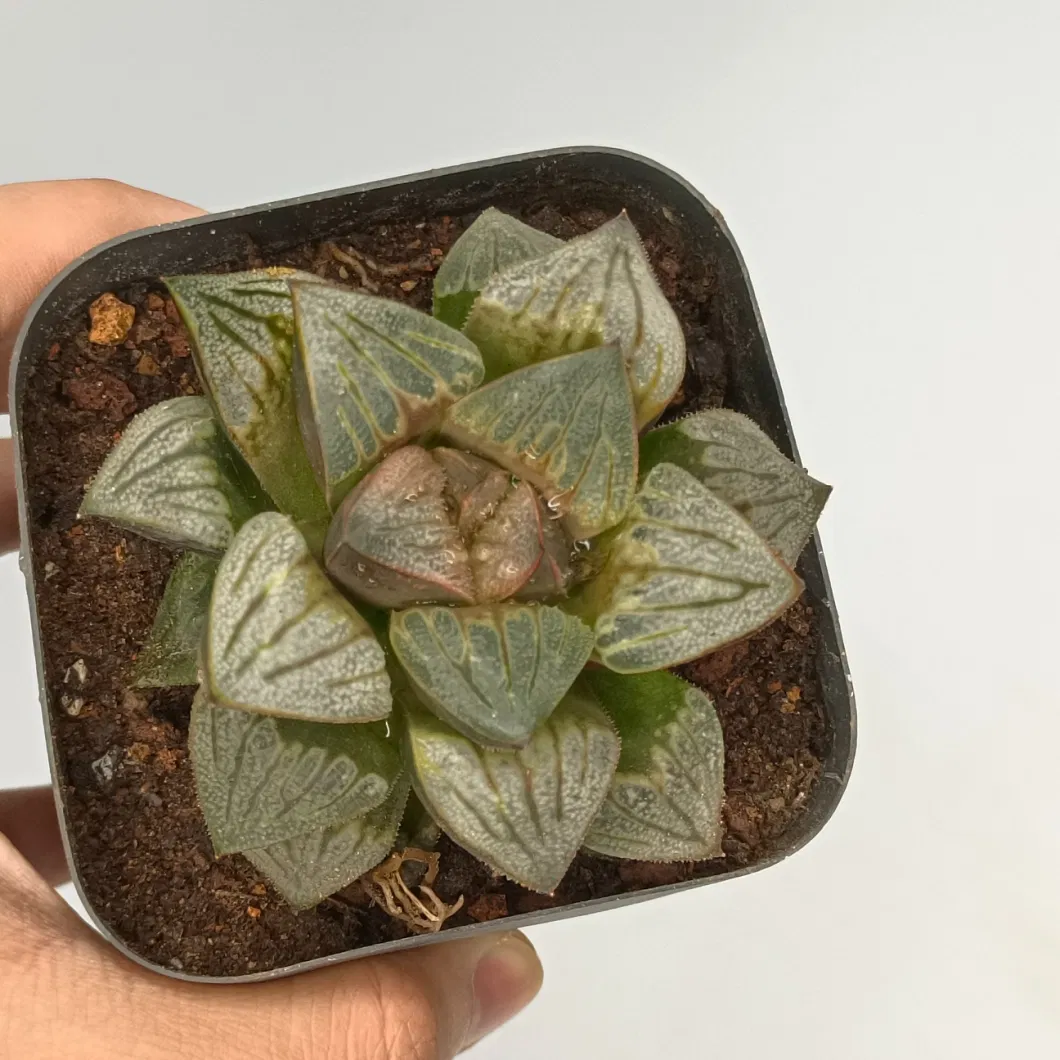 Succulent Cactus Haworthia Escherichia Indoor Plant for Home Decoration