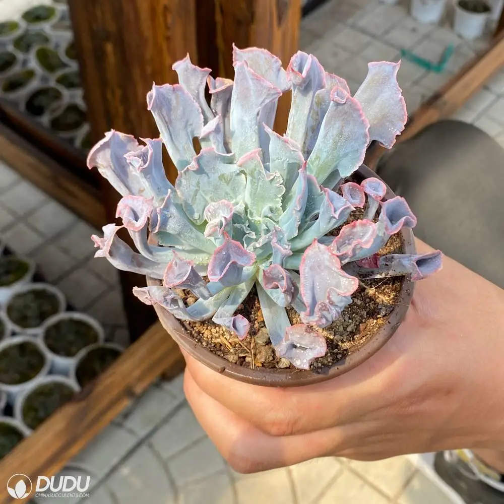 Wholesale Premier Magic Flute Echeveria Natural Live Succulent Plant