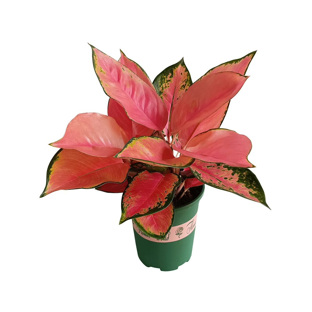 Aglaonema China Red Natural Live Plants