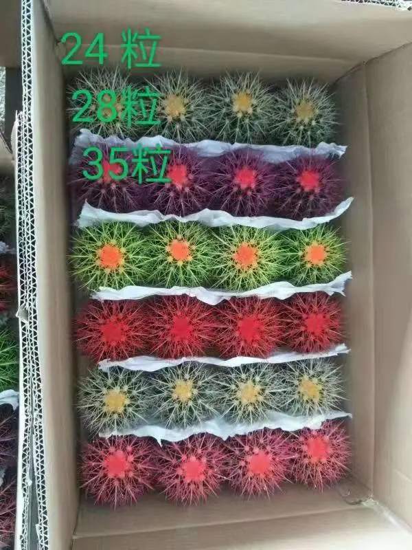 3-50cm Diameter High Quality Golden Barrel Cactus Succulents Echinocactus Grusonii Cactus on Wholesale