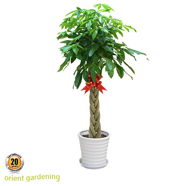 China Best Five Braid Pachira Aquatica Money Tree Good Quality