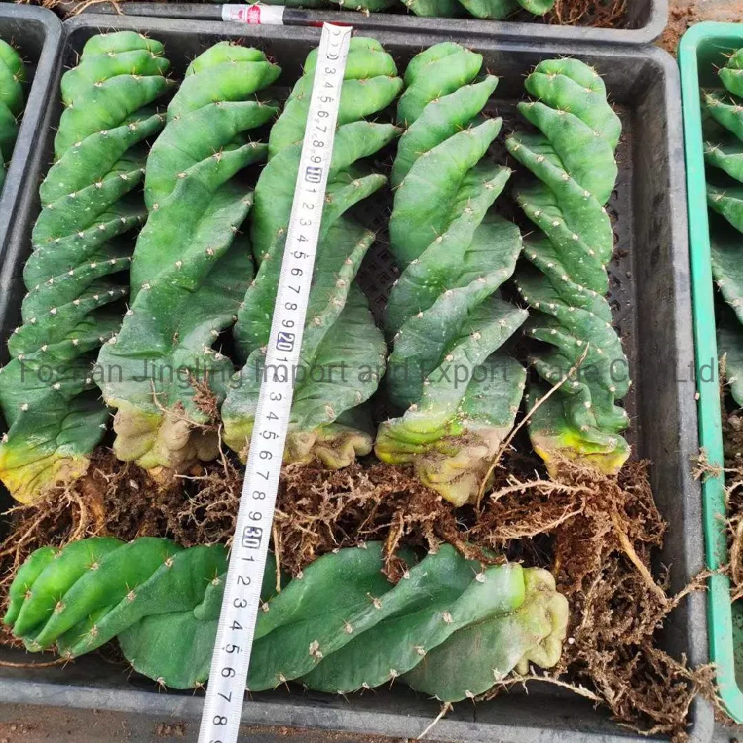 Cereus Forbesii Spiral Cactus Tornado Cactus Live Plant Nursery