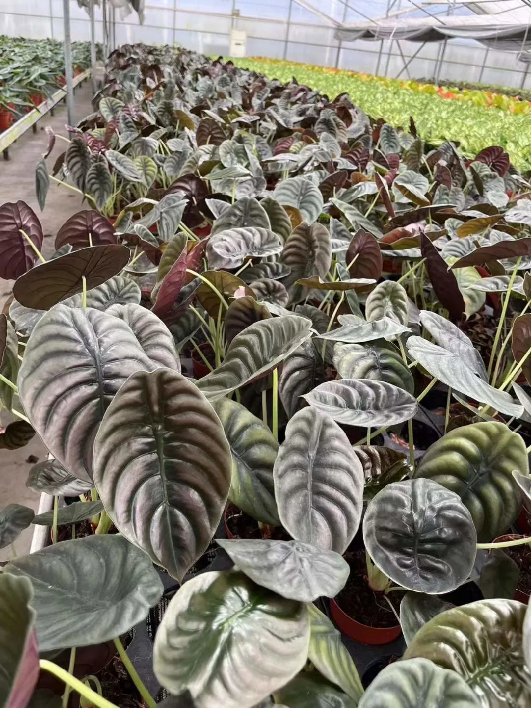 Wholesale Indoor Plants Alocasia Cuprea All Kinds of Alocasia for Sale