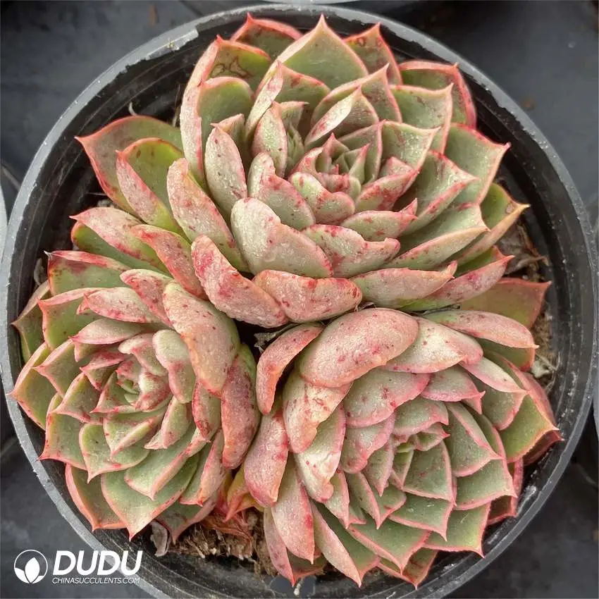 Dudu Wholesale Hot Sale Hyalina E. Walther Echeveria Natural Live Succulent