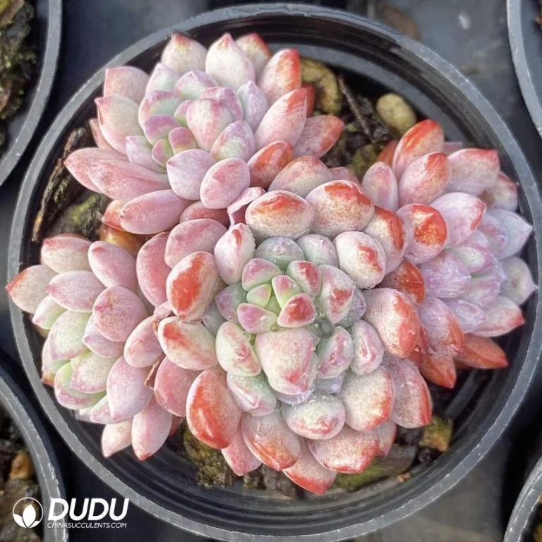 Dudu Beauty Cheap Indoor Graptopetalum Naya Elf Clustering Graptopetalum Natural Live Succulent