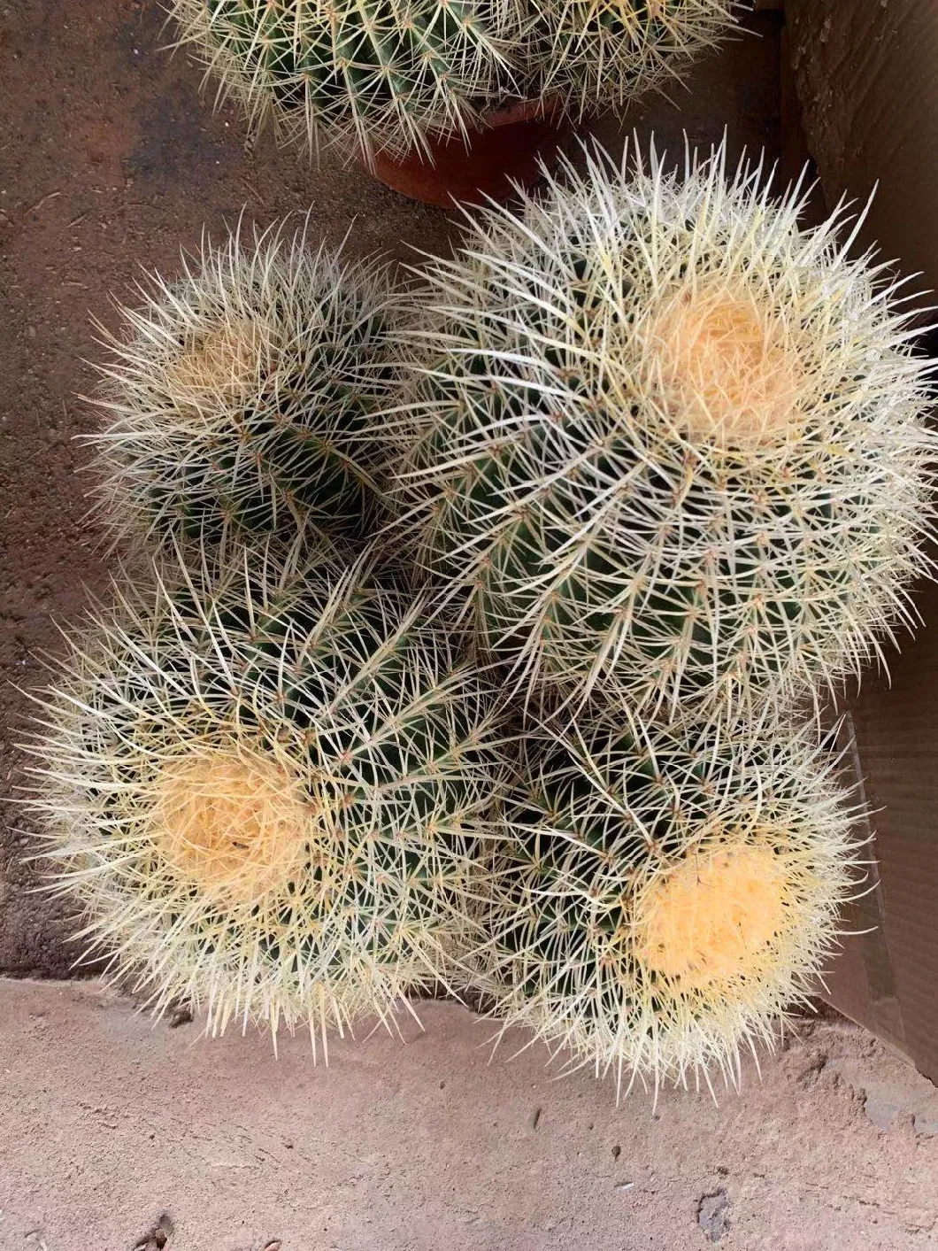 High Quality Cactus Echinocactus Grusonii Live Plants