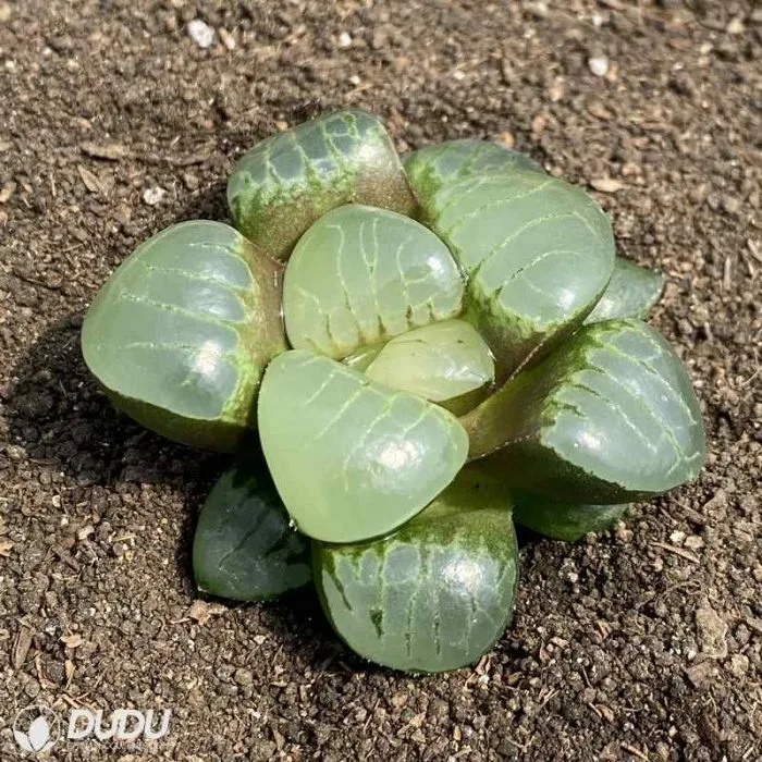 Dudu Wholesale Outdoor Athena Haworthia Natural Live Succulent