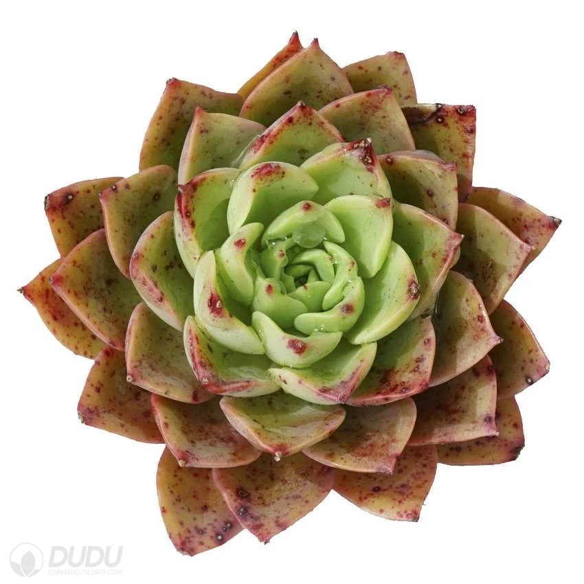 Dudu Cheap Colourful Queen Echeveria Natural Live Succulent for Sale