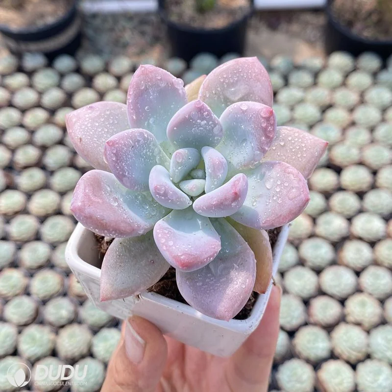 Dudu Real Graptoveria Opalina Natural Live Succulent for Beginners