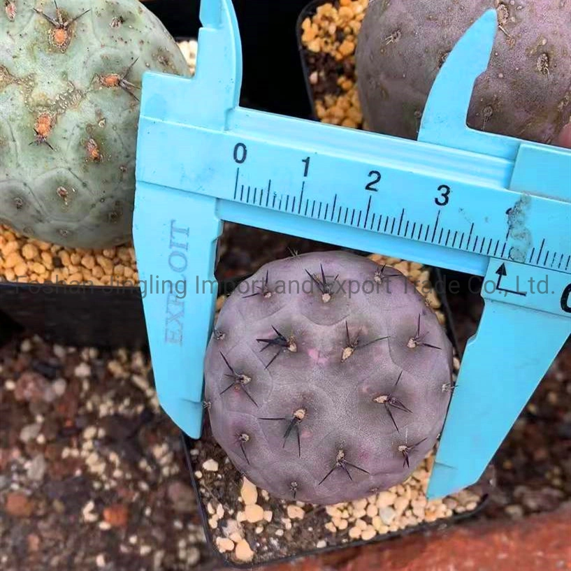 Tephrocactus Geometricus One Head Succulent Cactus Live Plant