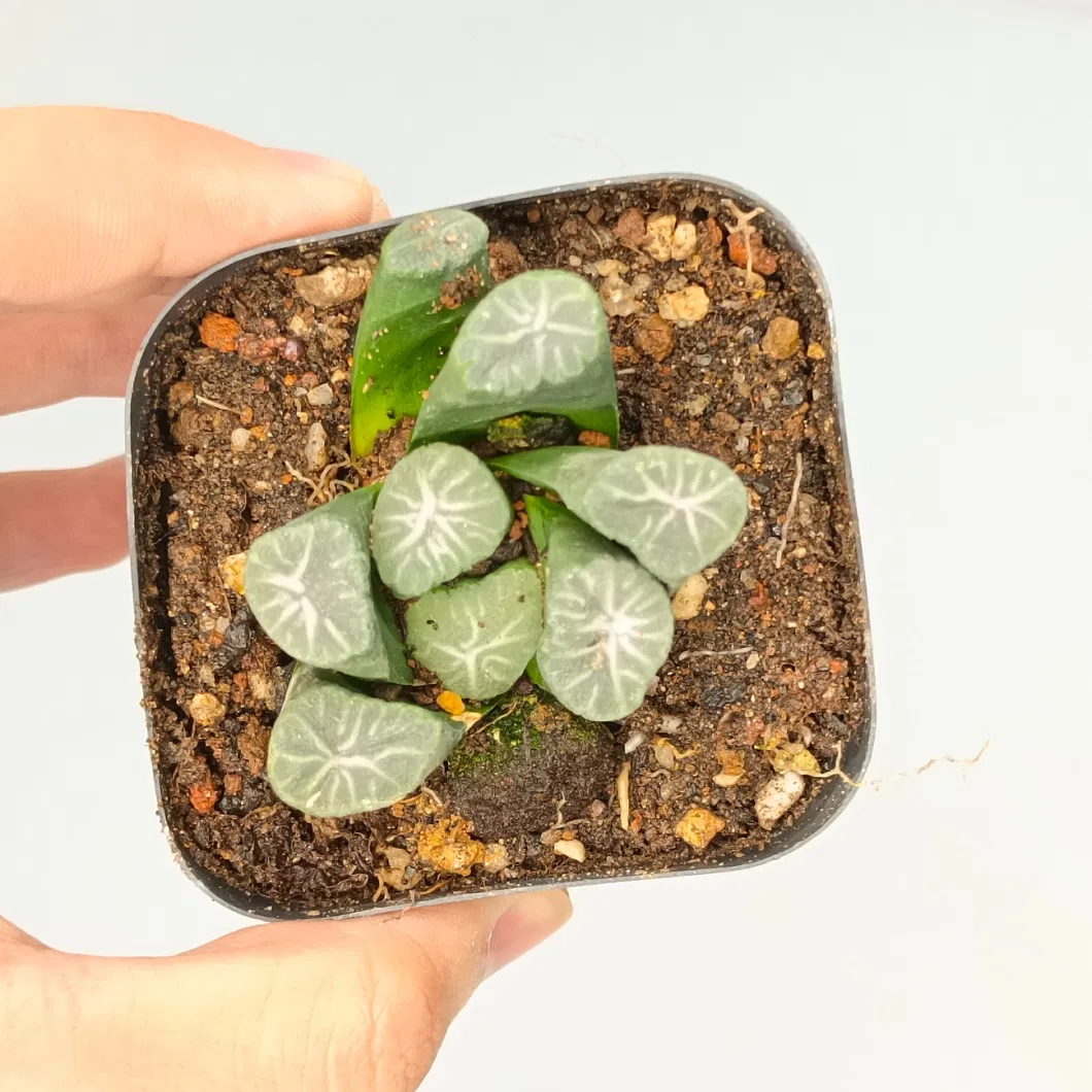 Succulent Cactus Haworthia Escherichia Indoor Plant for Home Decoration