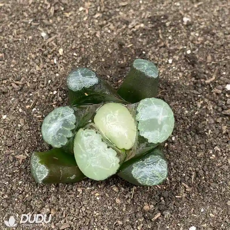 Dudu New Arrival Wholesale Boswellia Nana Natural Live Succulent