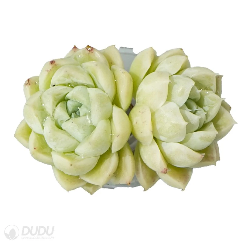 Dudu Colourful Hot Sale White Queen Echeveria Natural Live Succulent