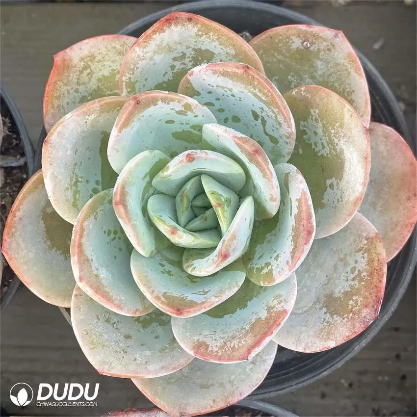 Dudu Hot Sale Colorful New Arrival Breland Echeveria Natural Live Succulent