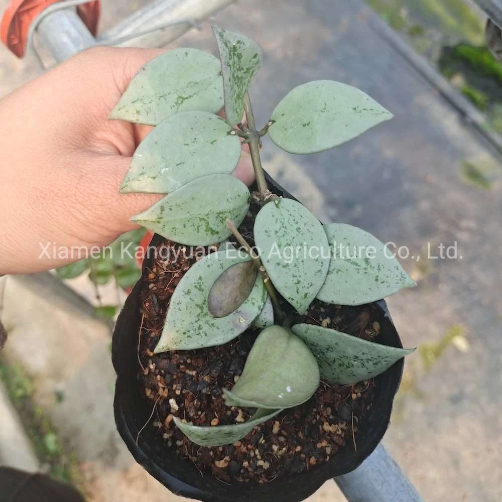 Wholesale Indoor Flower Plants Hoya